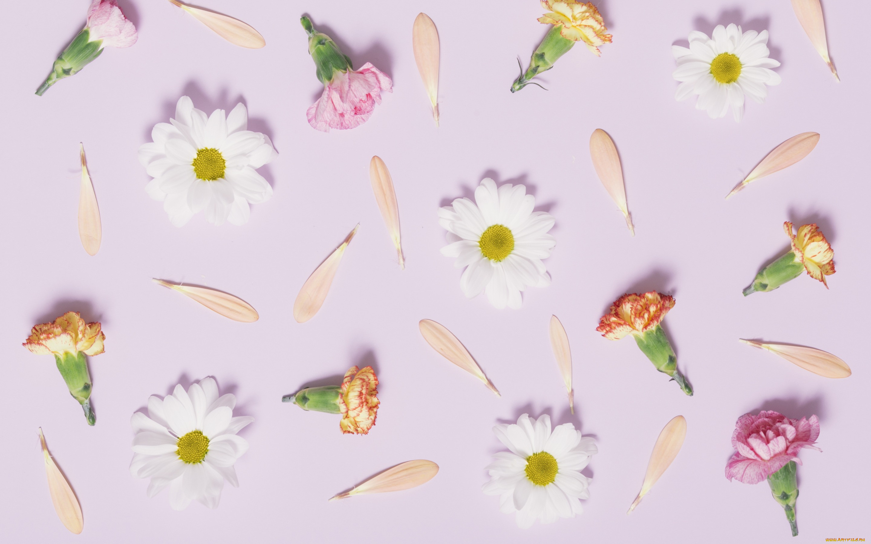 ,  , flowers, camomile, tender, pink, , cute, , , , 